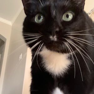 Meet your Posher, Julius